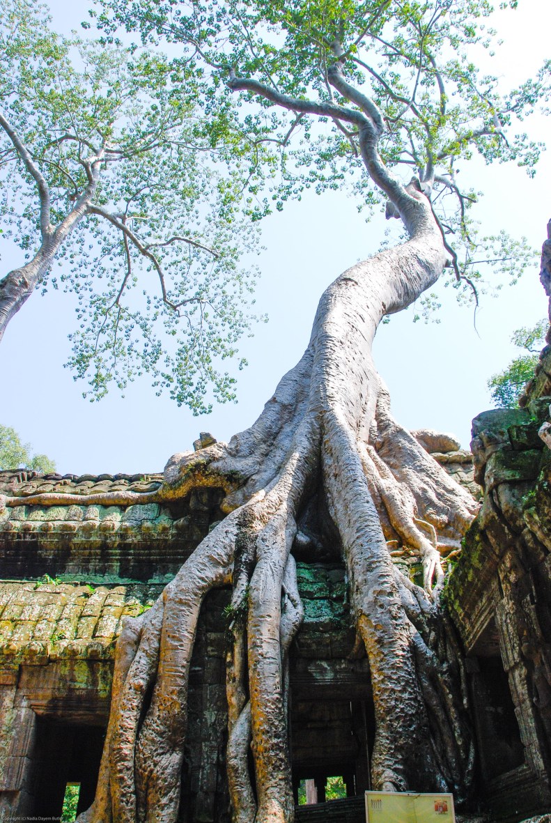 20081112-untitled324Angkor Wat 1