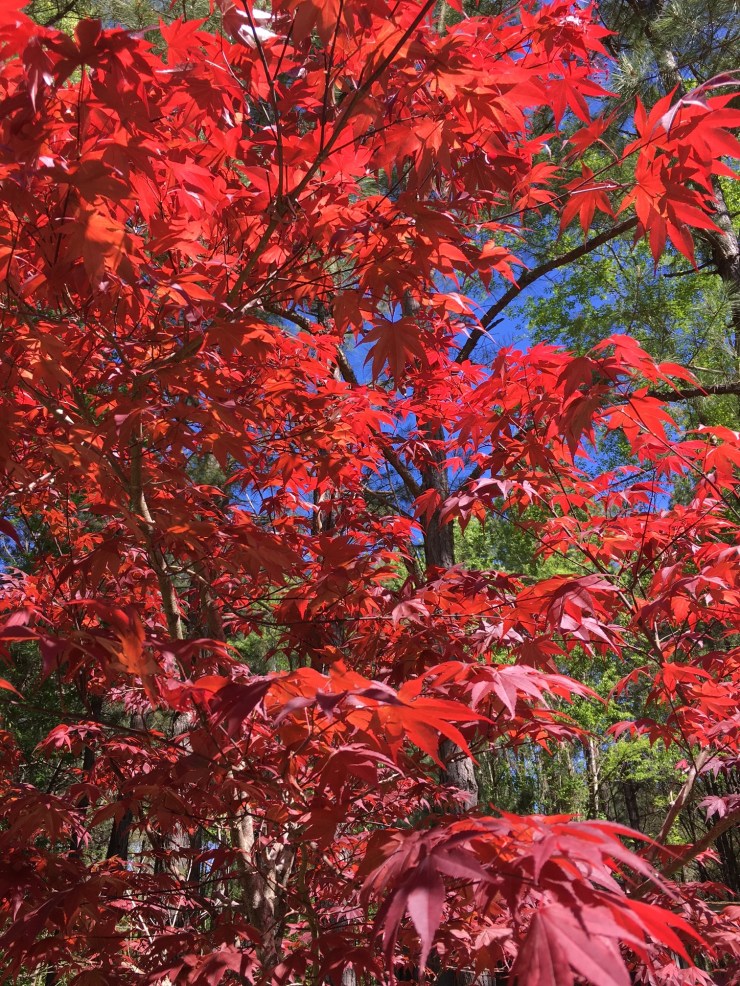 Maple Glory
